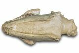 Fossil Oreodont (Merycoidodon) Skull - South Dakota #285130-4